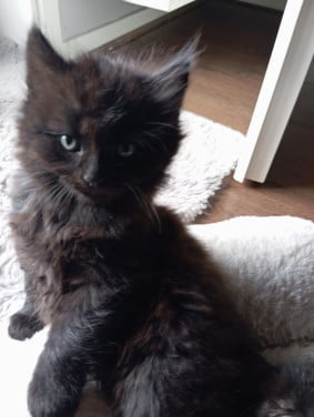 Kitten - mannetje - langharig