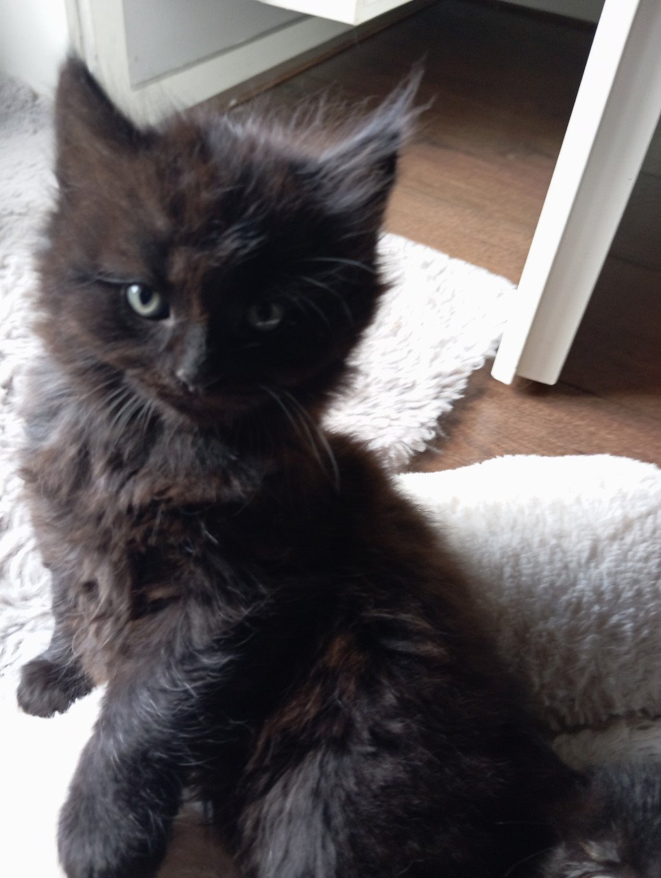 Kitten - mannetje - langharig