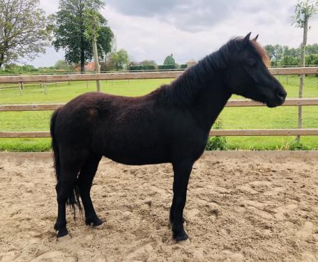 Lieve 5 jarige pony ruin