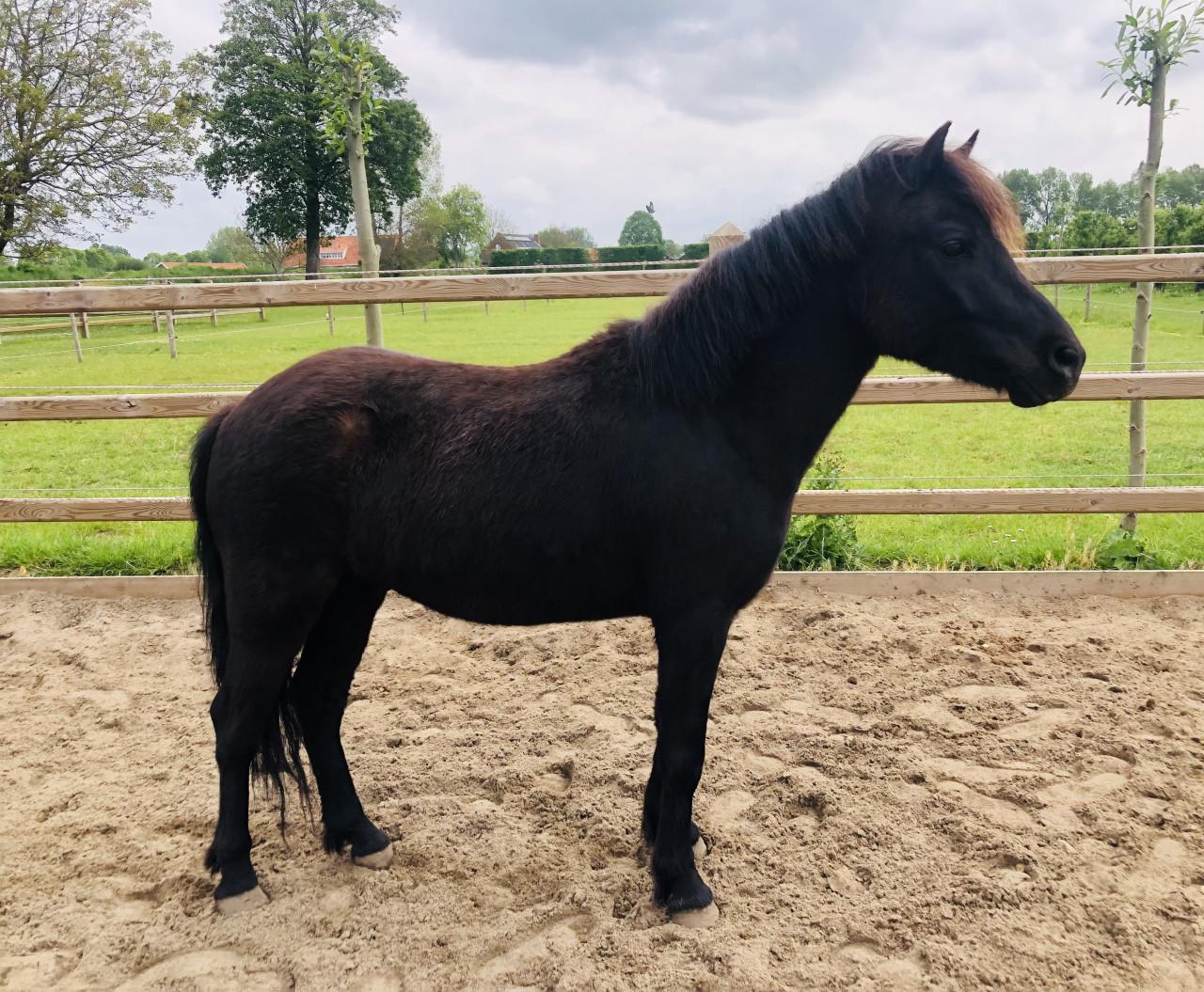 Lieve 5 jarige pony ruin