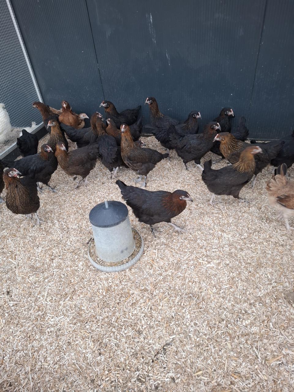 Marans hennen, voor de donkere eieren