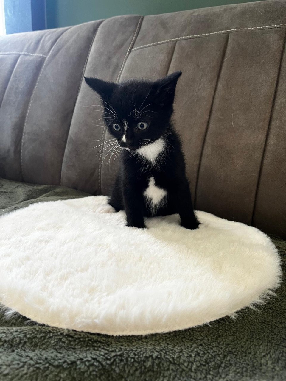 Leuke kittens