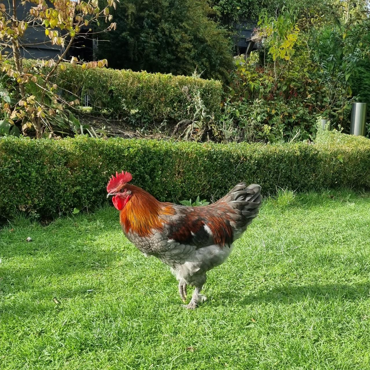 Jonge vriendelijke haan