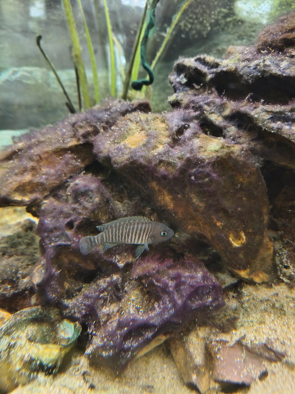 Lamprologus multifasciatus