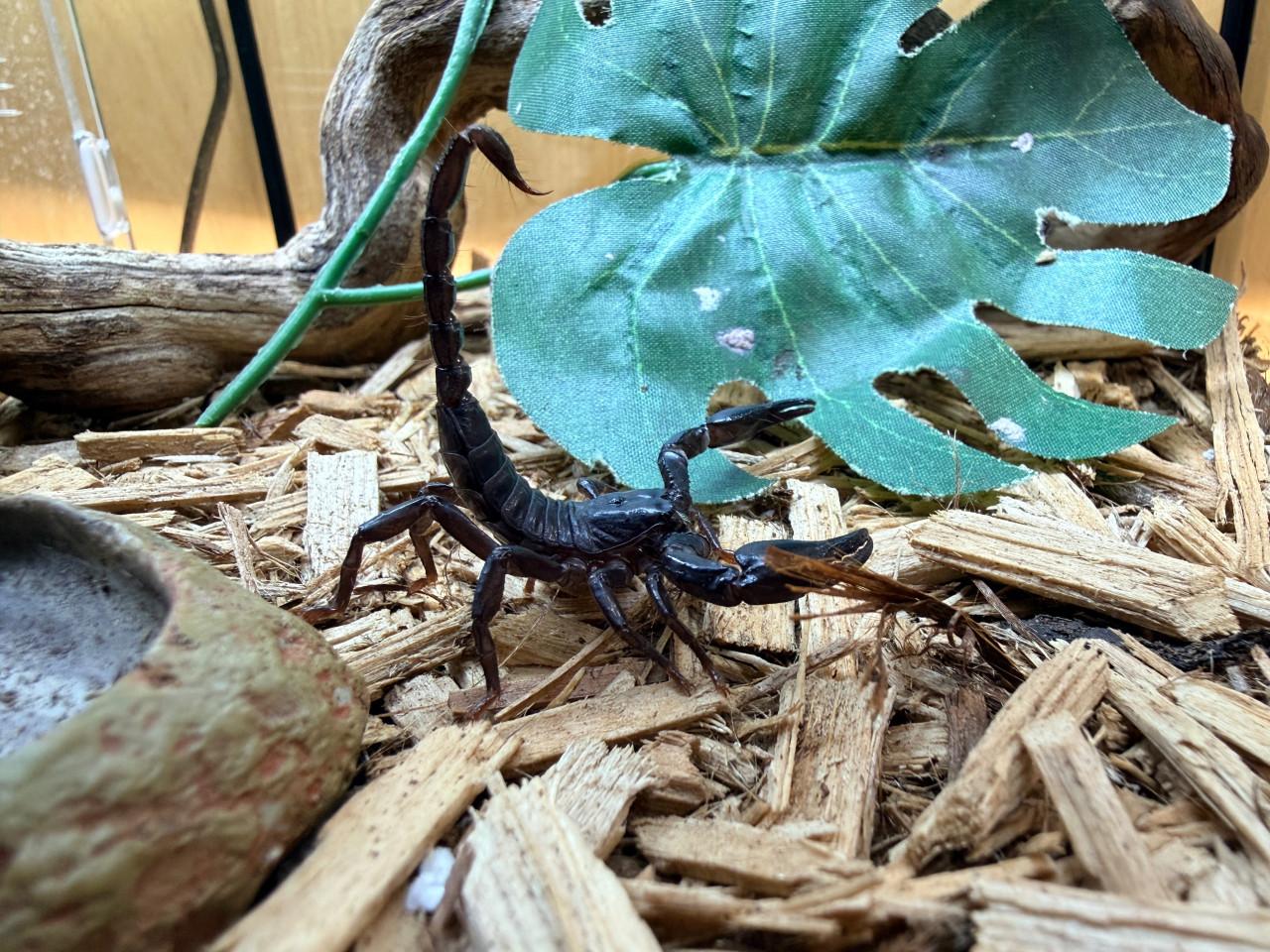 Heterometrus spinifer
