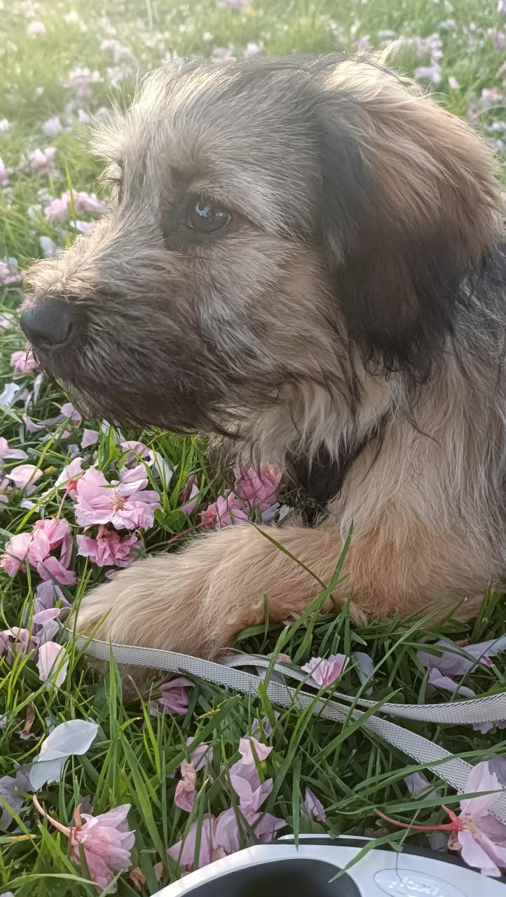 Lieve fluffy sociale pup 6mnd
