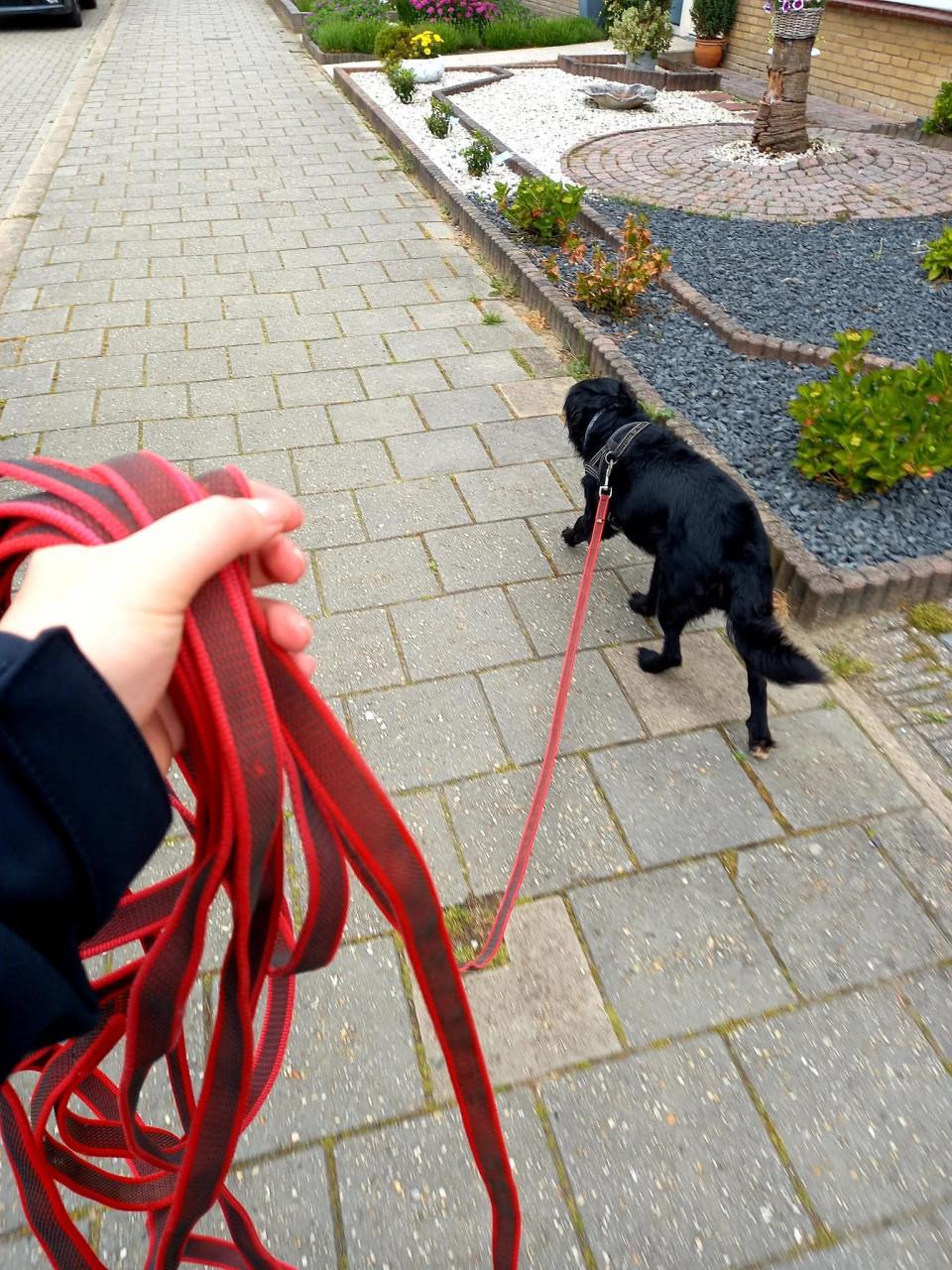 Hond(en) die ik mag uitlaten gevraagd.