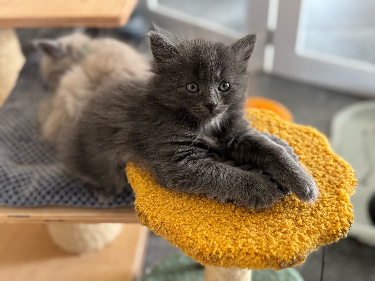 Super lief poesje Ragdoll x Nebelung poesje blauw / grijs