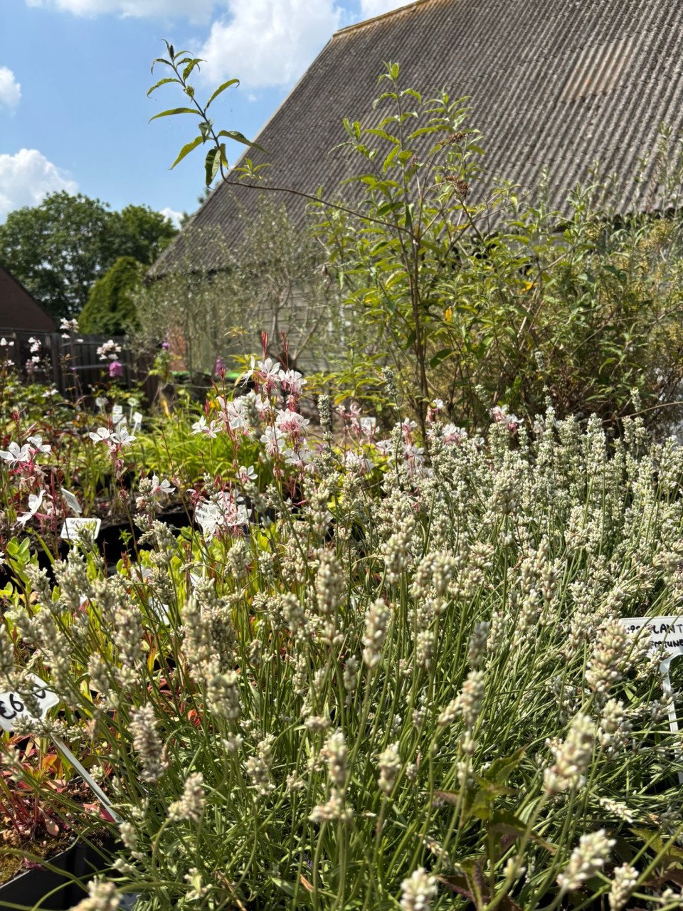30% korting op alle planten, bomen en potten!