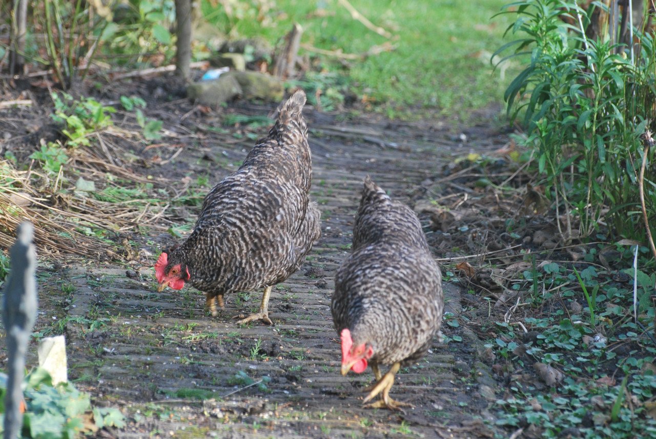 Twee kippen