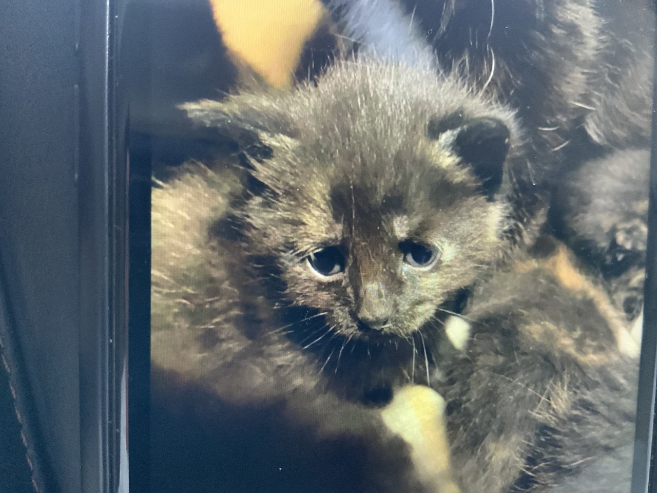 Kittens