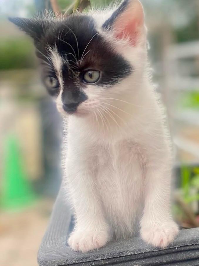 Kitten