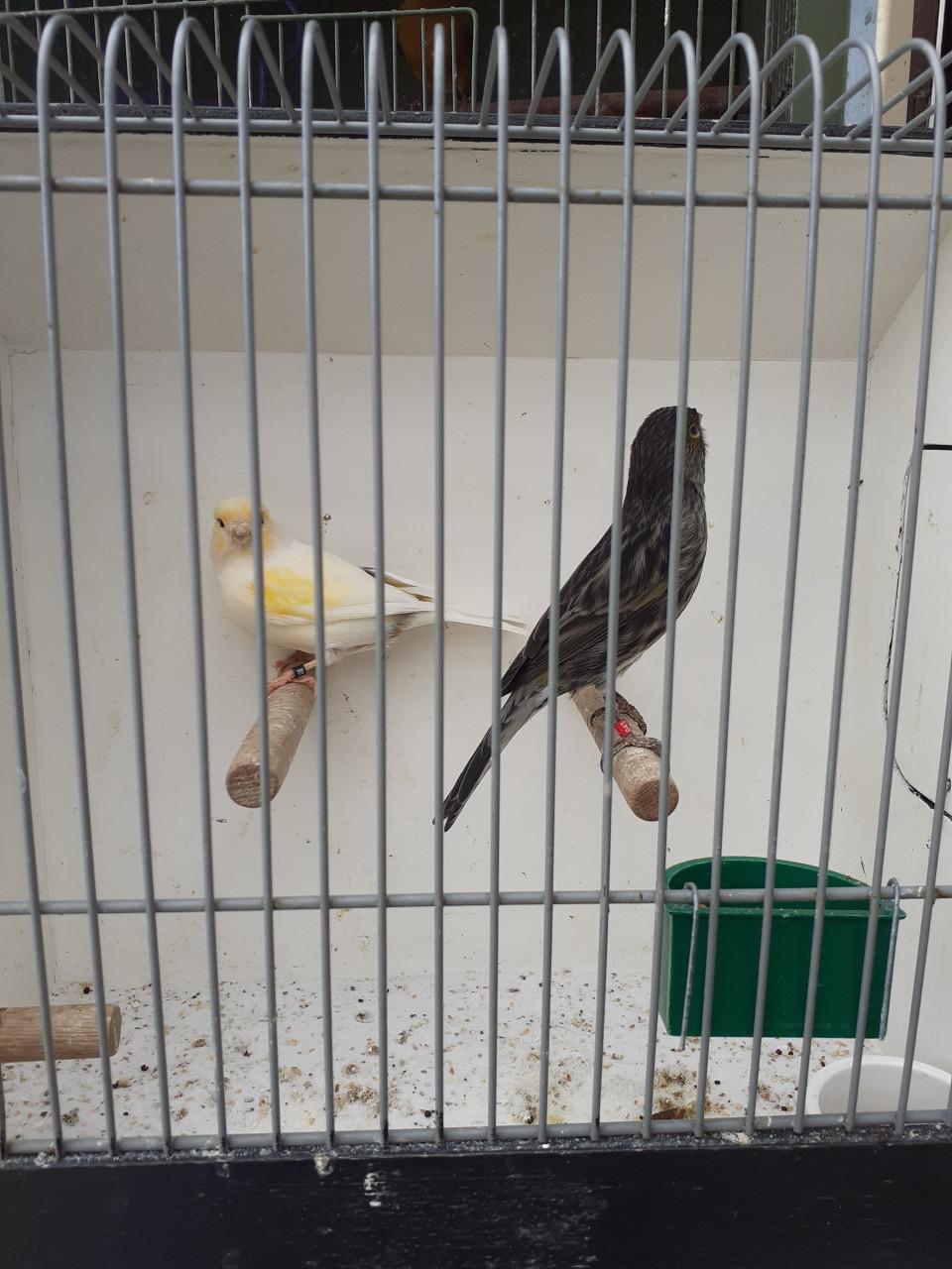 Koppel kanaries ( broedrijp. )