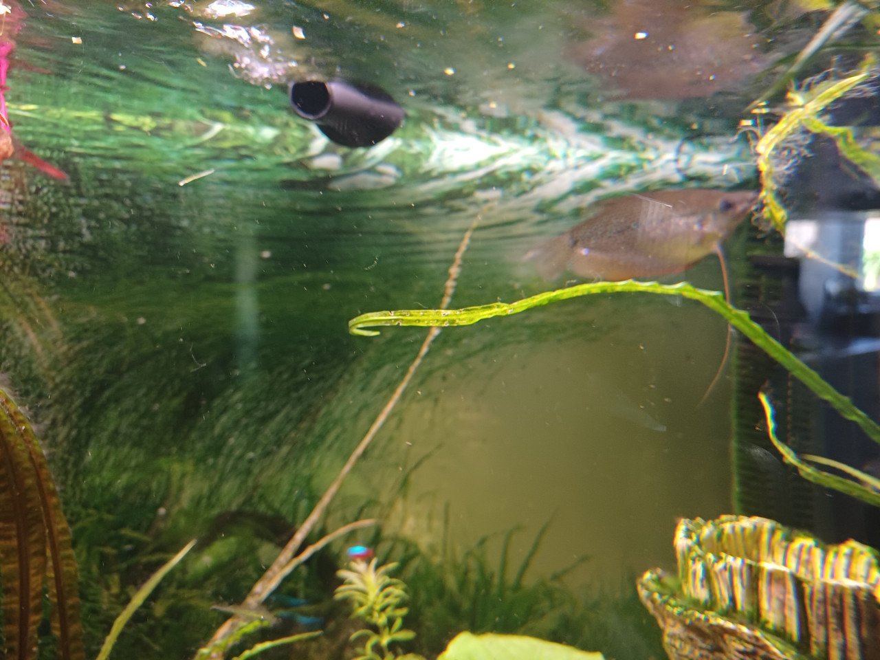 Geheel compleet draaiend Aquarium met garantie bonnen