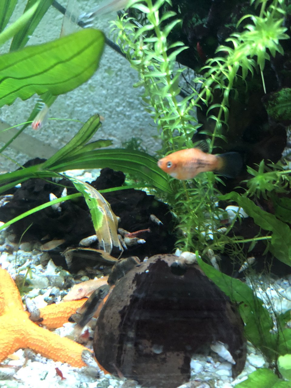 Aquariumvissen