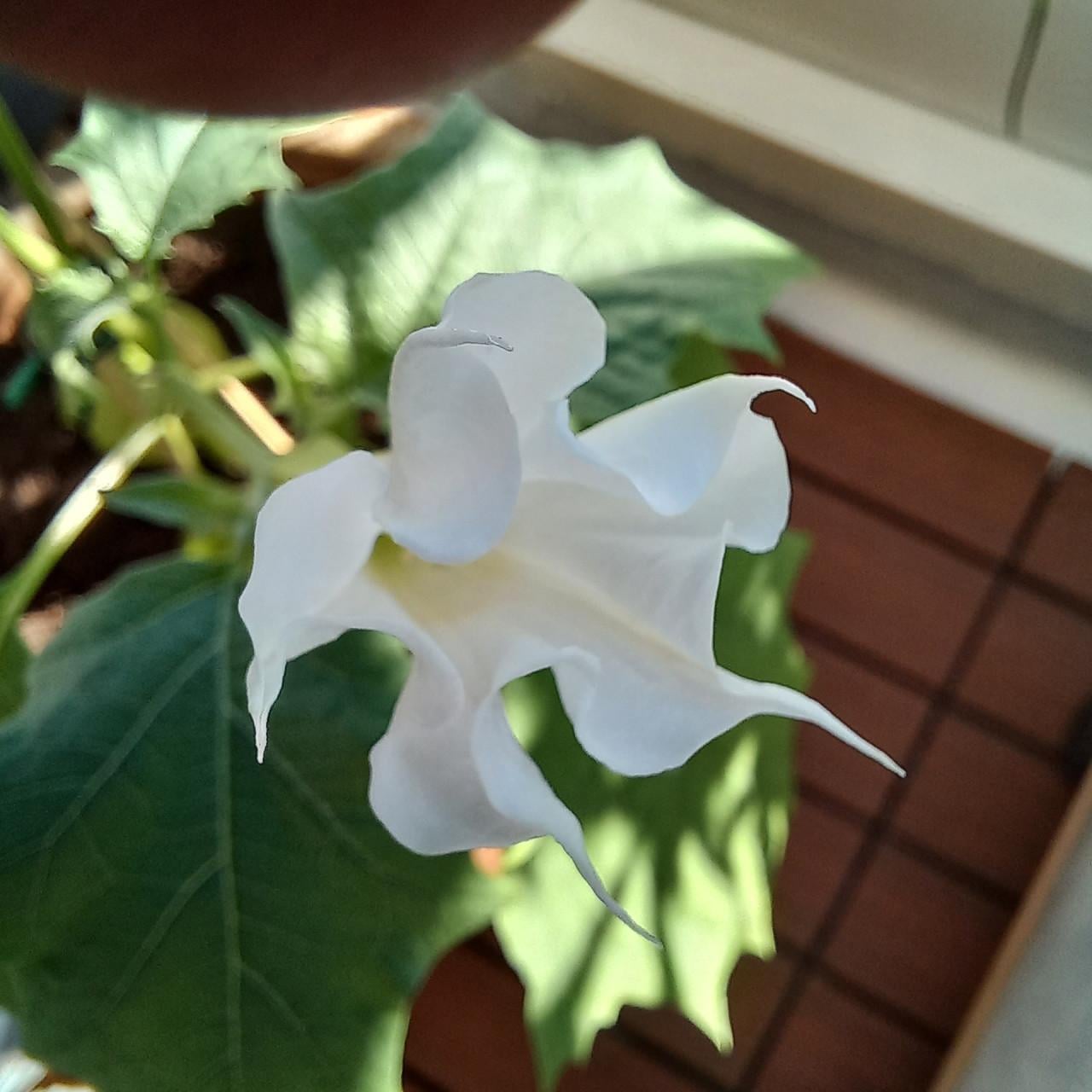 Jonge Datura