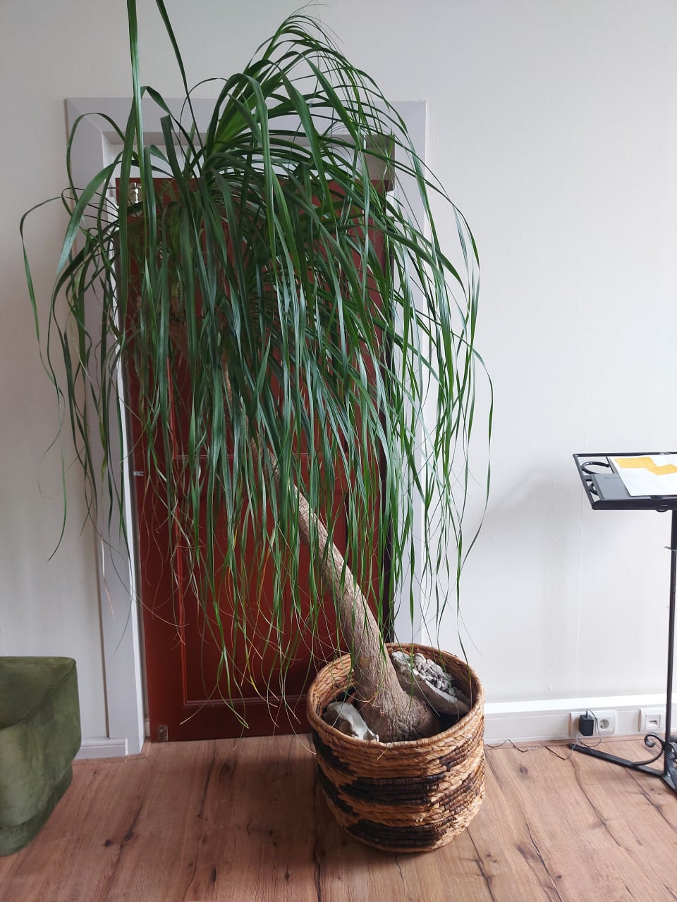 Prachtige plant Olifantspoot - Beaucarnea 2 meter hoog
