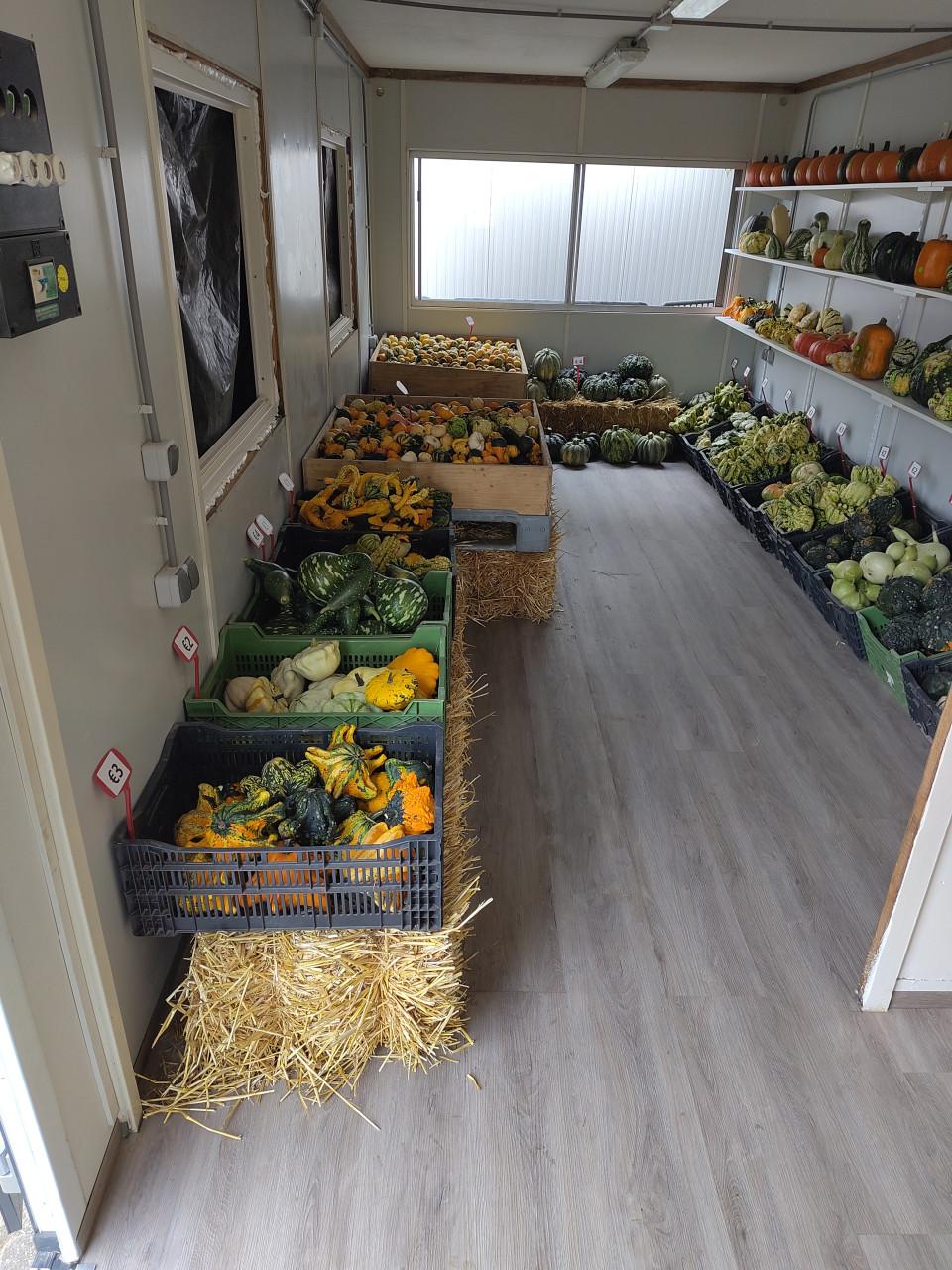 Pompoenen en kalebassen