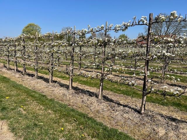 Fruitbomen in leivorm / Leibomen / Peer