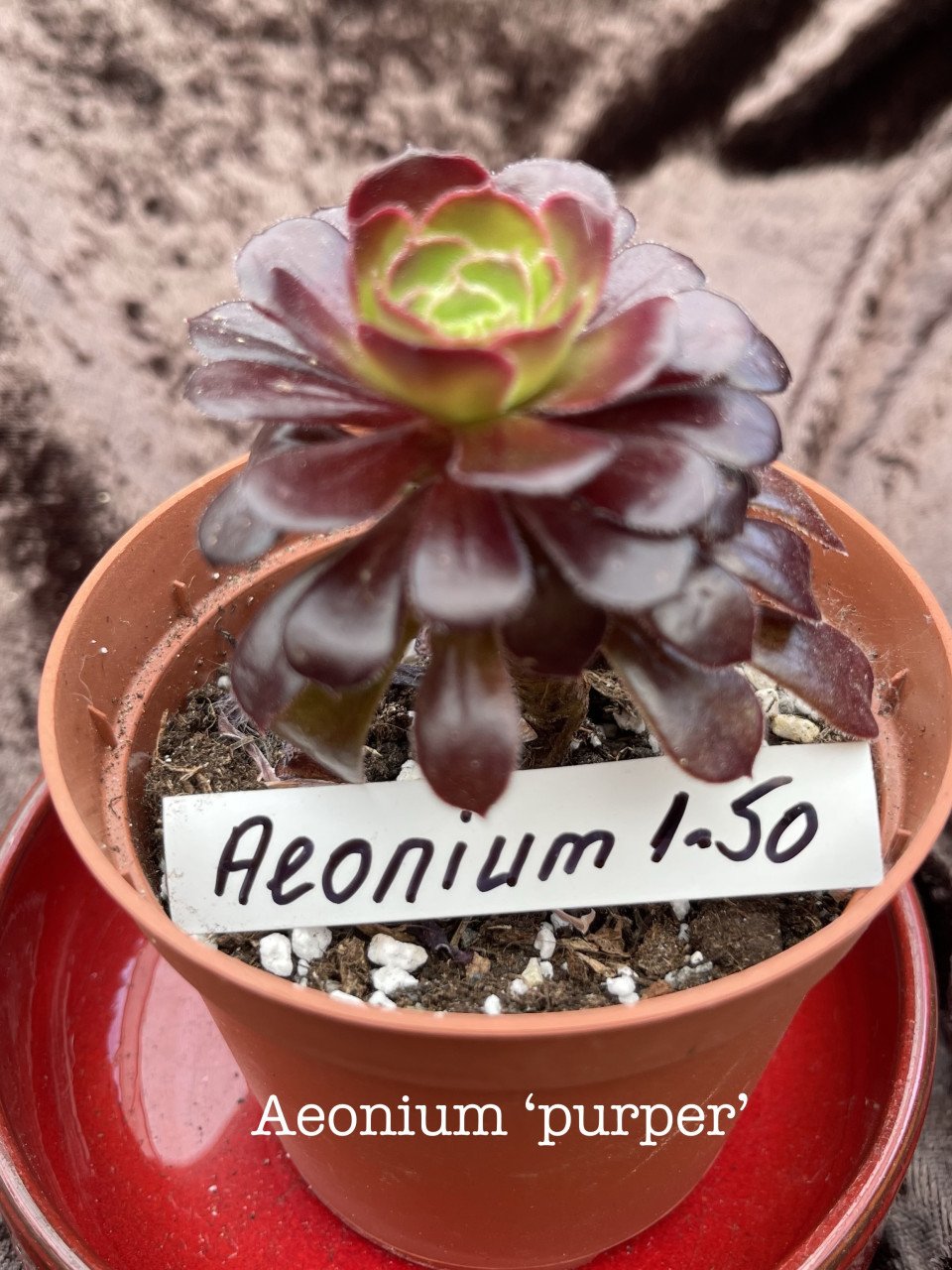 Planten - succulenten