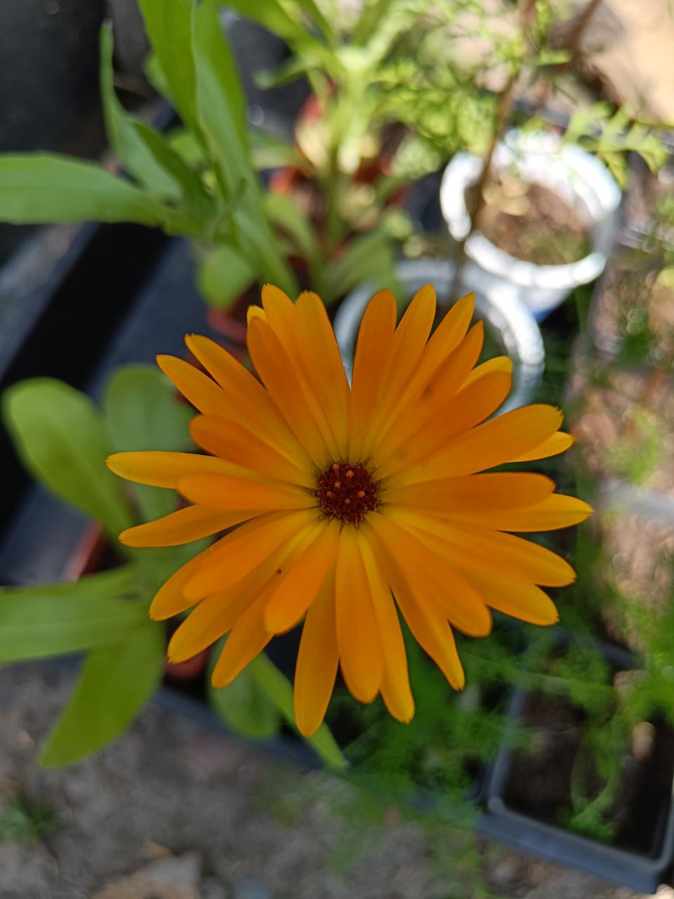 Zaden Goudsbloem - Calendula Officinalis BIO