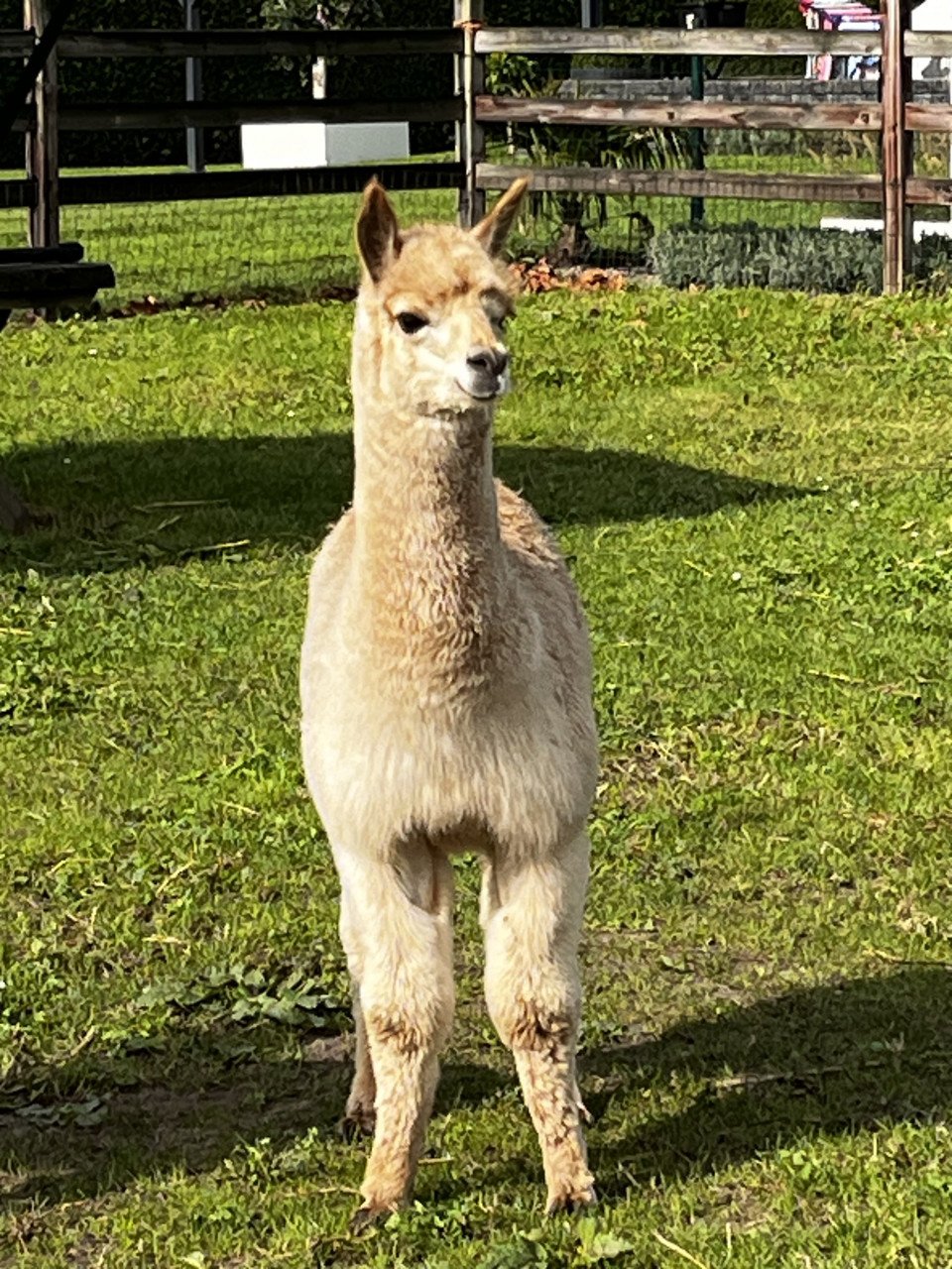 Alpaca hengstje