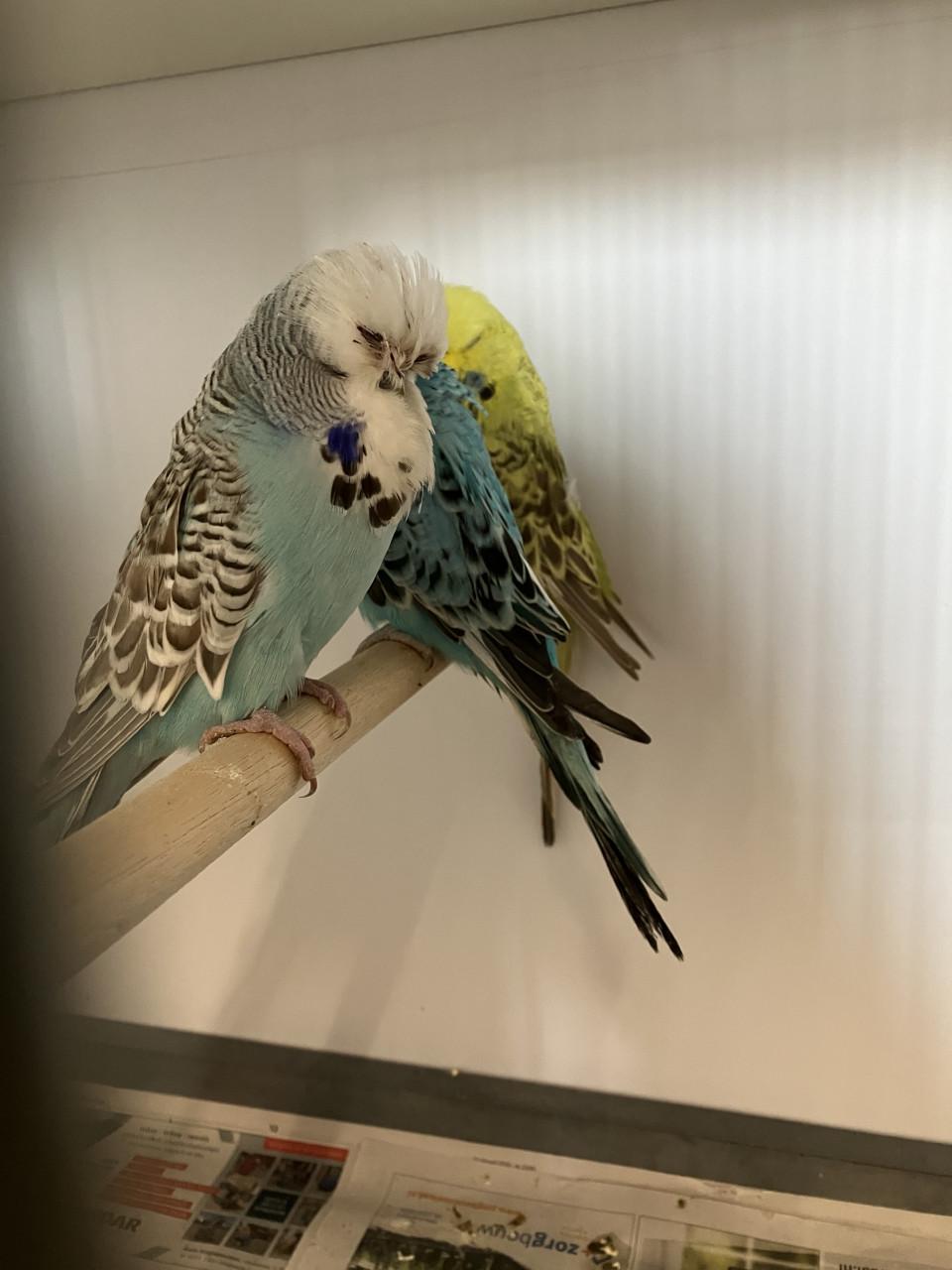 Engelse grasparkieten