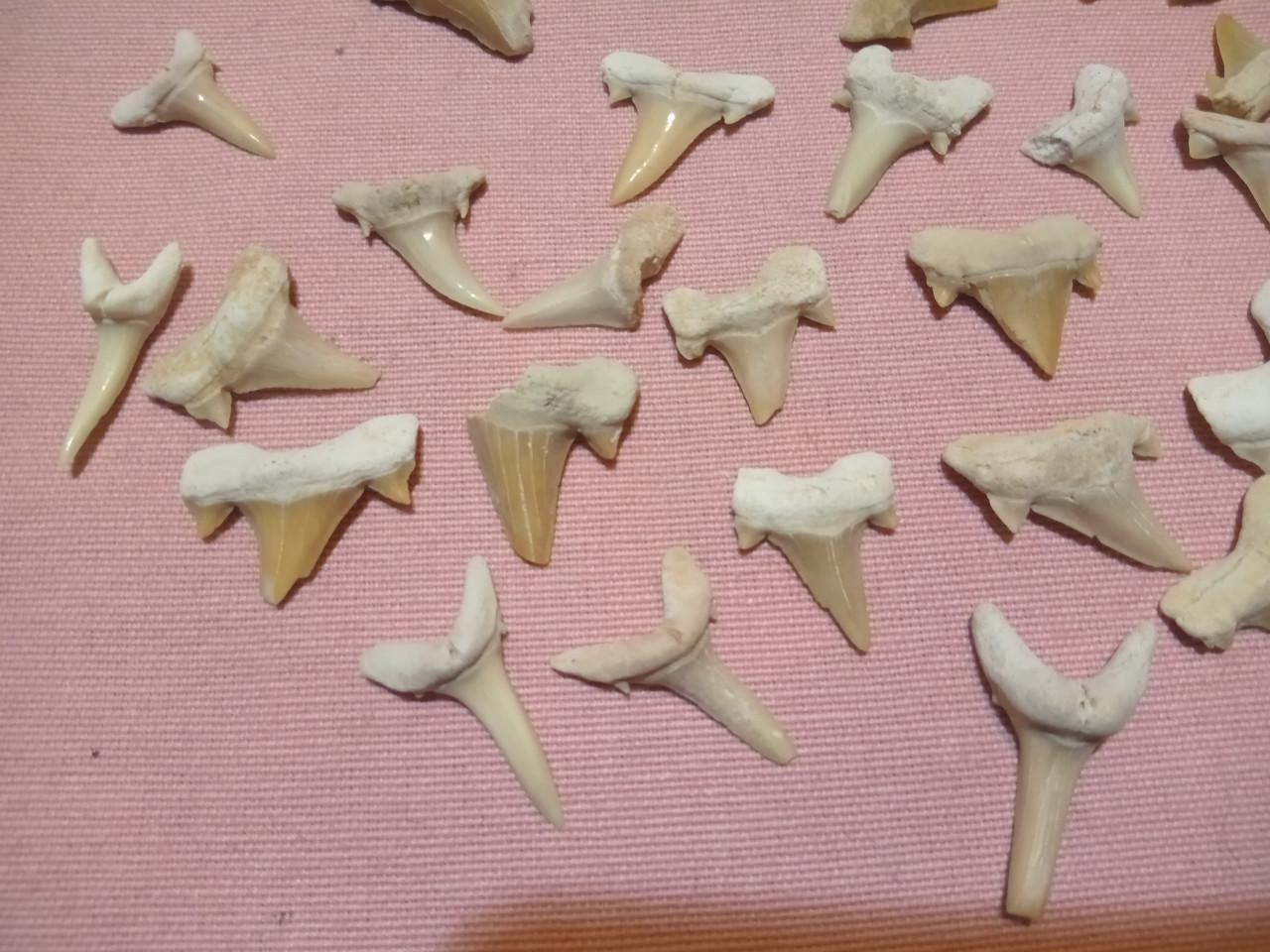 Wegens stoppen verzamelen..plm 90 witte haaientanden