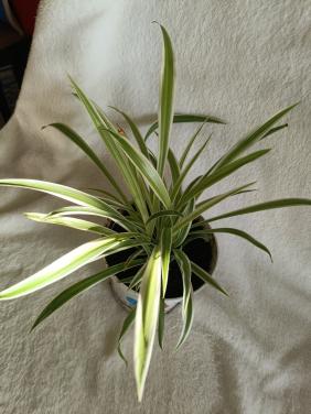 Jonge graslelie en jonge hedra groen bont