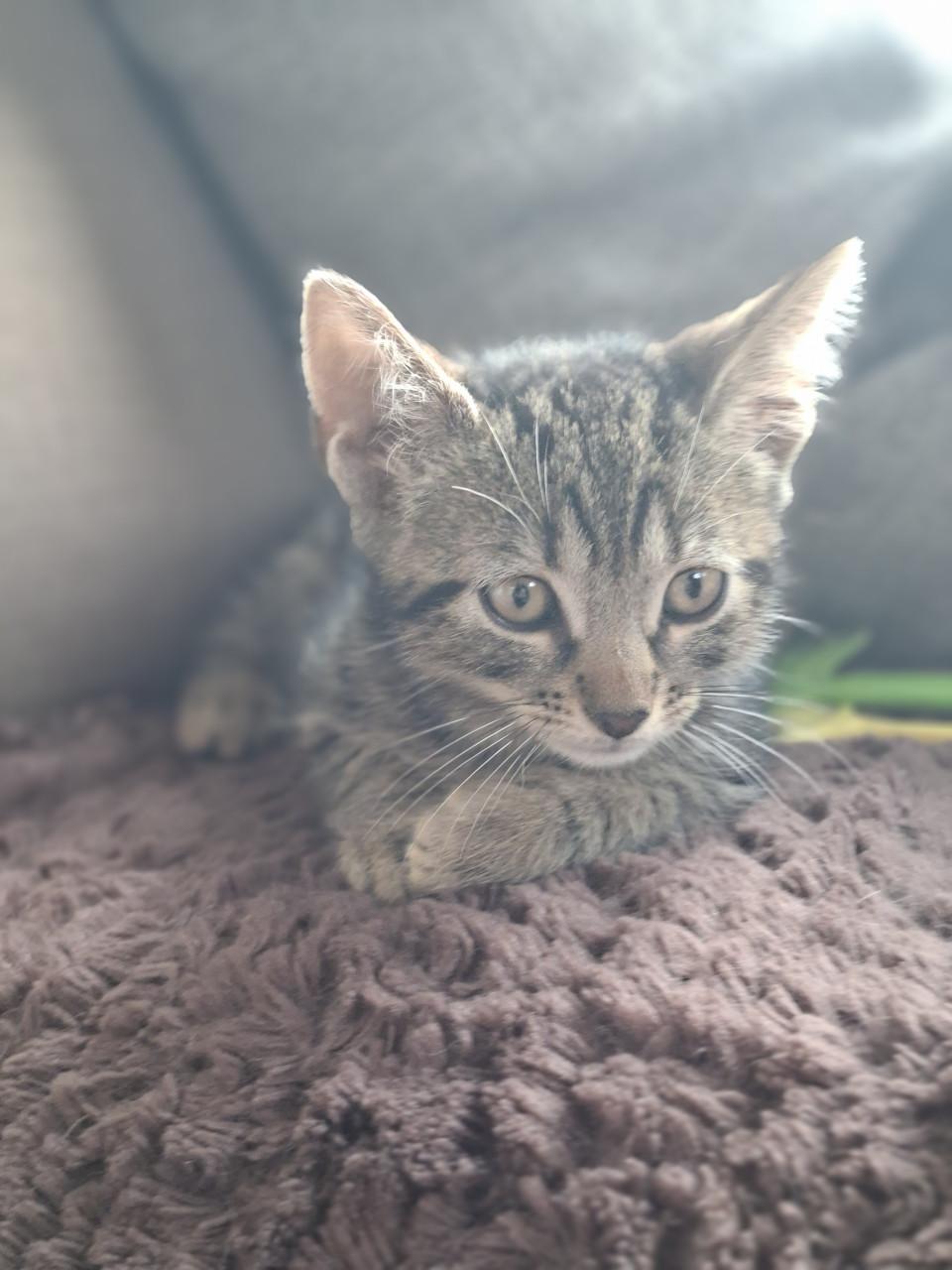 Lieve kittens
