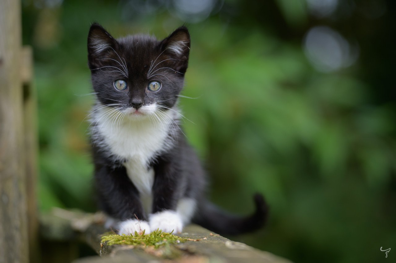 Prachtige, lieve en erg tamme kittens