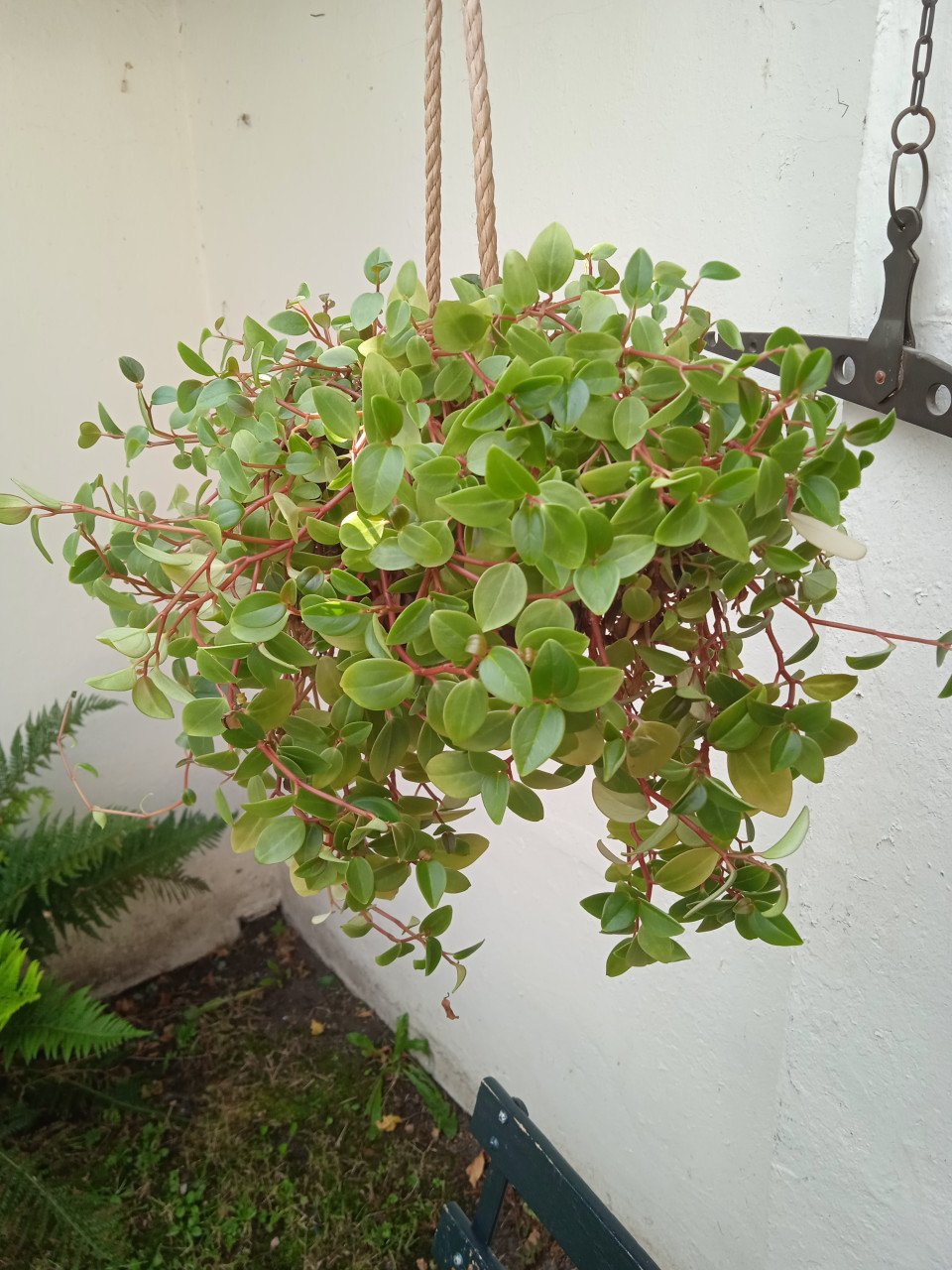 Stekjes van Peperomia gratis afhalen