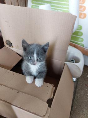 Kittens