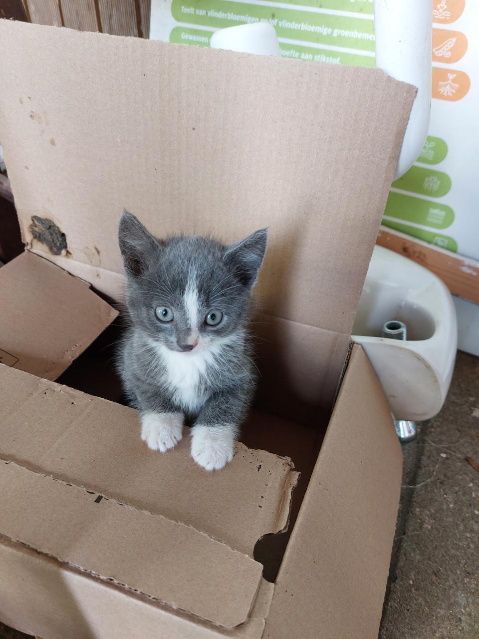 Kittens