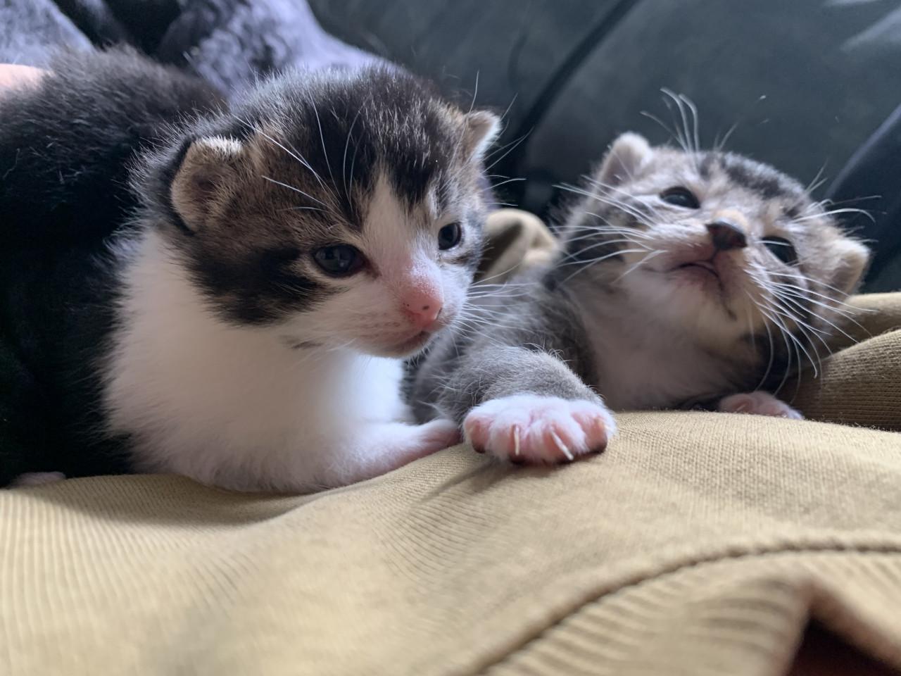 Kittens te koop ( gereserveerd)