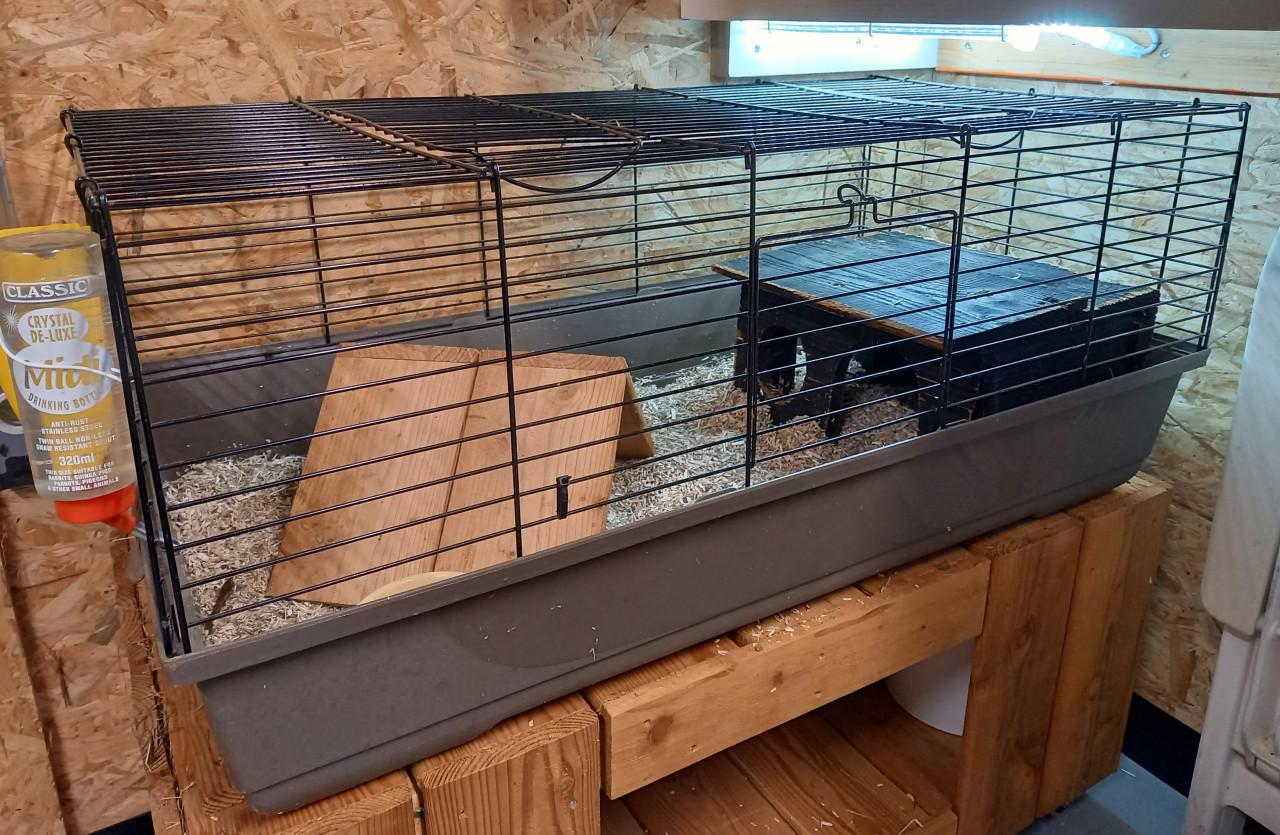 Cavia beren incl. hok