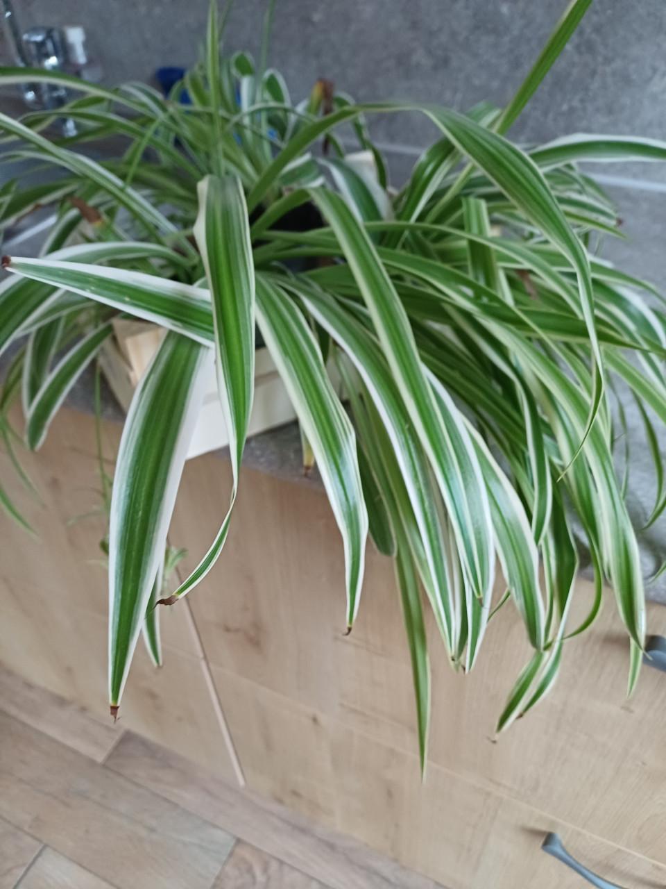 GrasLelie per stuk 1 euro