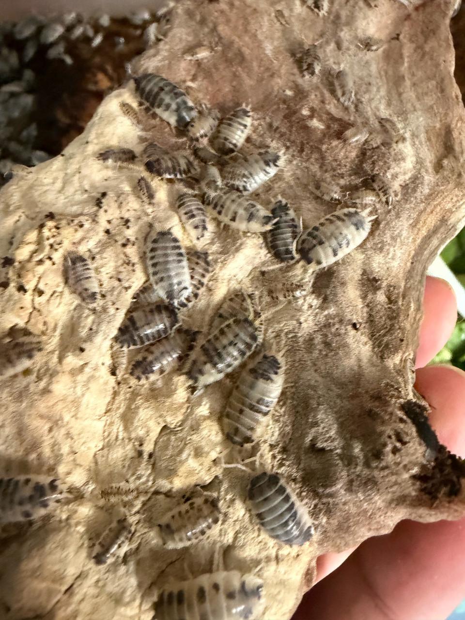 Isopods dairy cows