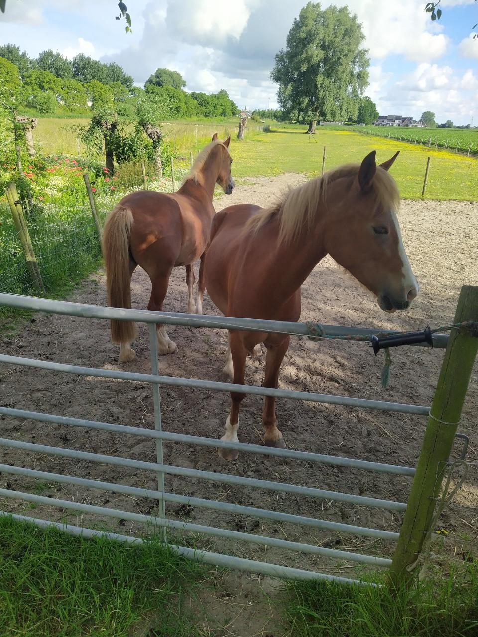 Span welsh ponys en marathon/recreatiewagen