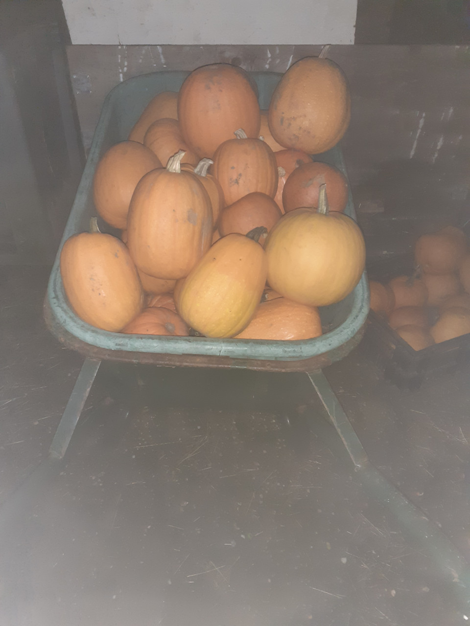 Halloween pompoenen
