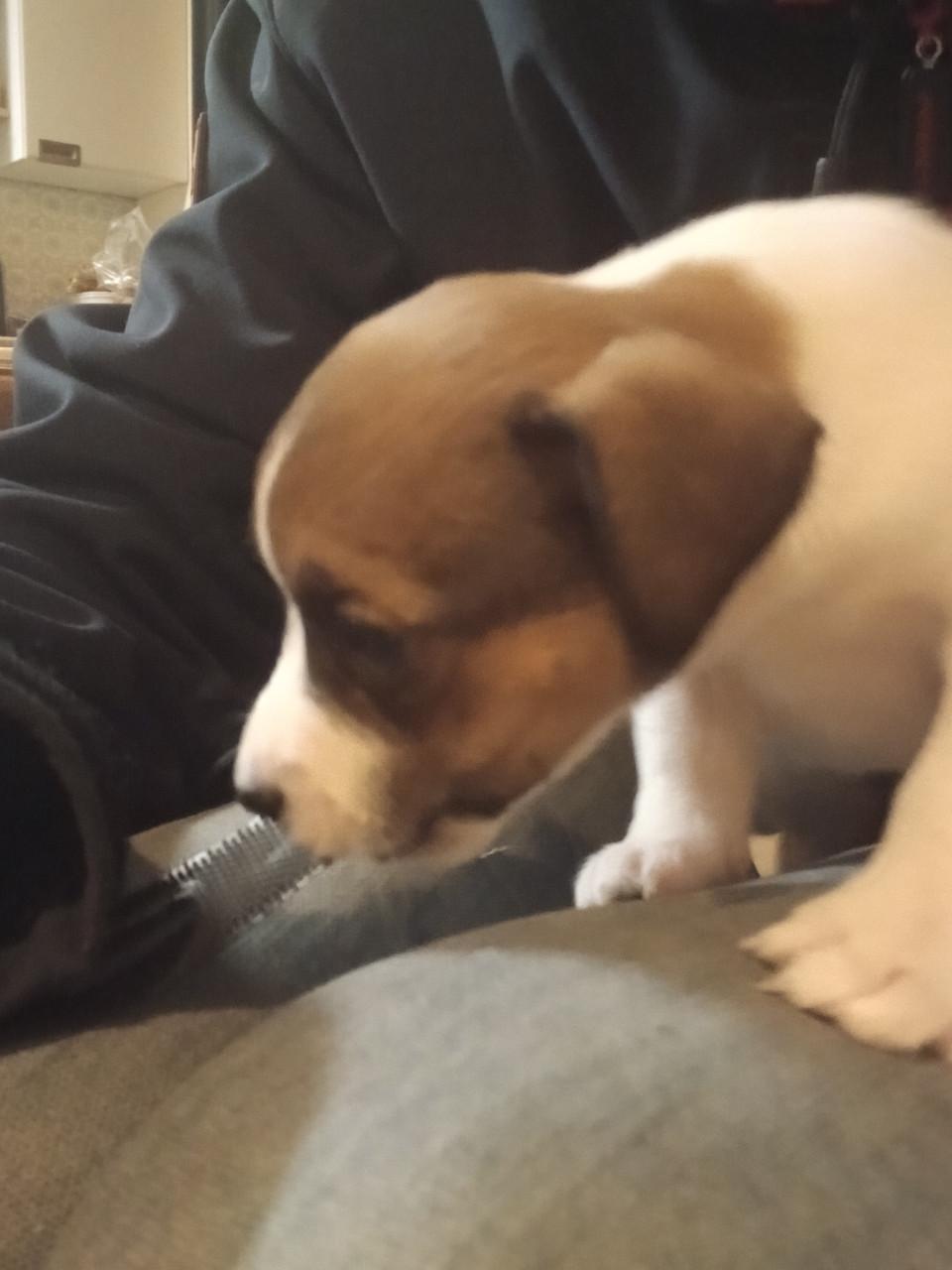 Jack Russel pups te koop