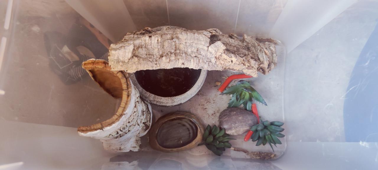 Terrarium