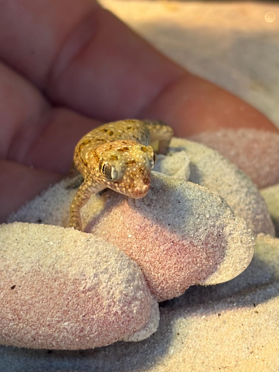 Stenodactylus sthenodactylus nakweek!