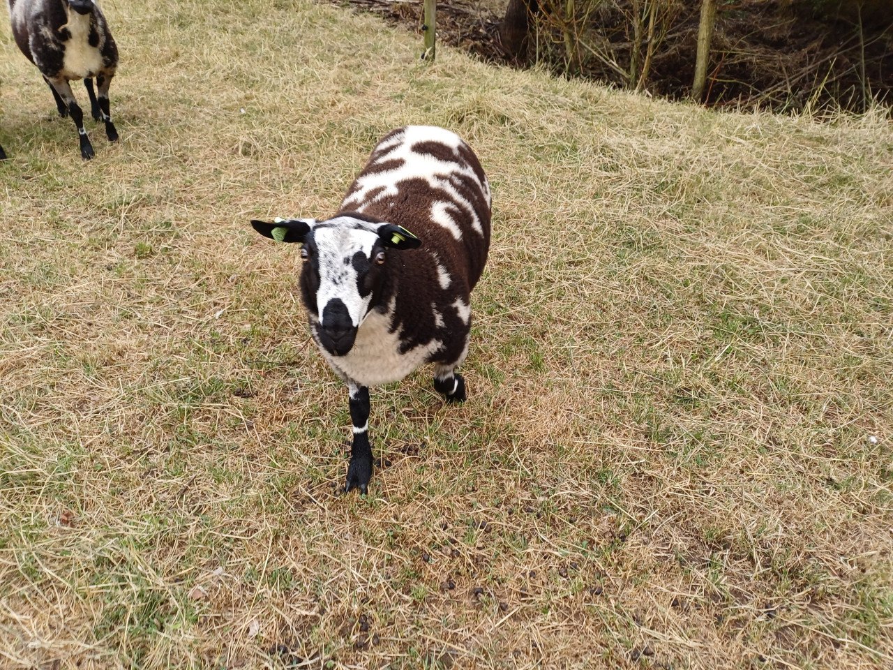 Bonte schapen en lammeren te koop