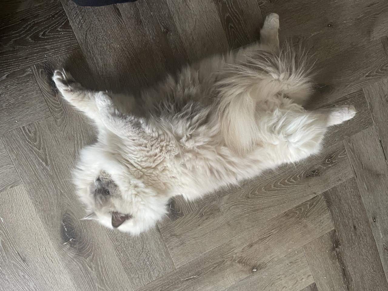 Ted en Nova zijn op zoek naar personeel