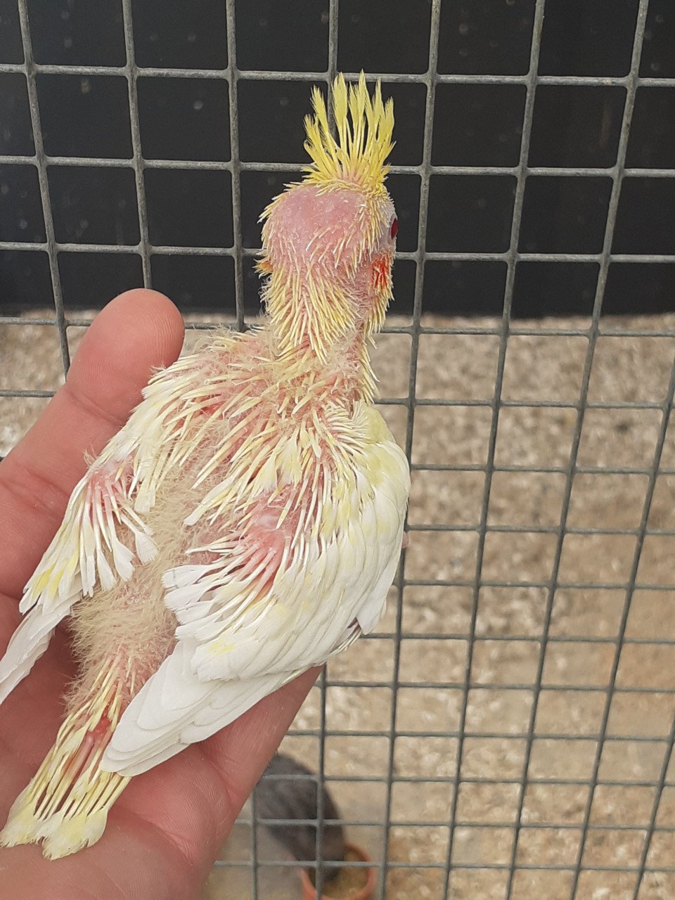 Diverse kleuren jonge valkparkieten