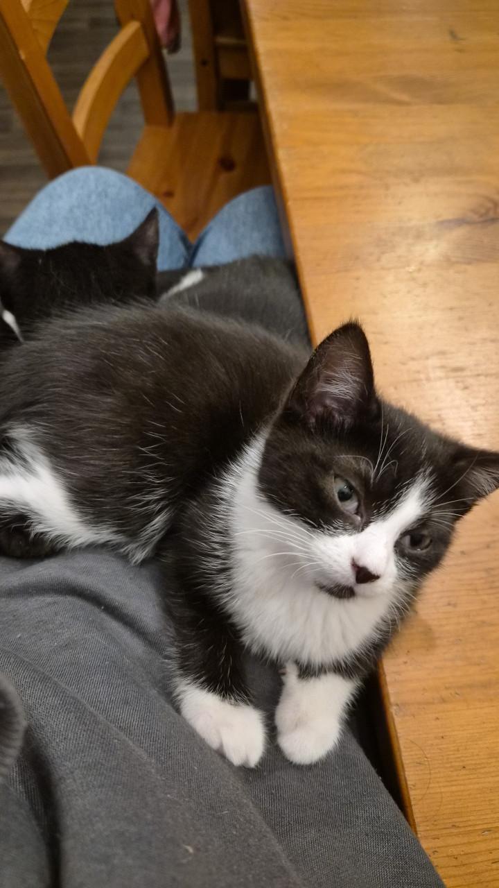 Lief poesje zoekt een nieuwe huisje