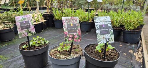 Zeeuws knoopje 2 liter pot