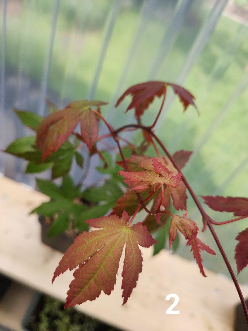 Japanse esdoorn boompjes Acer palmatum tuinplanten