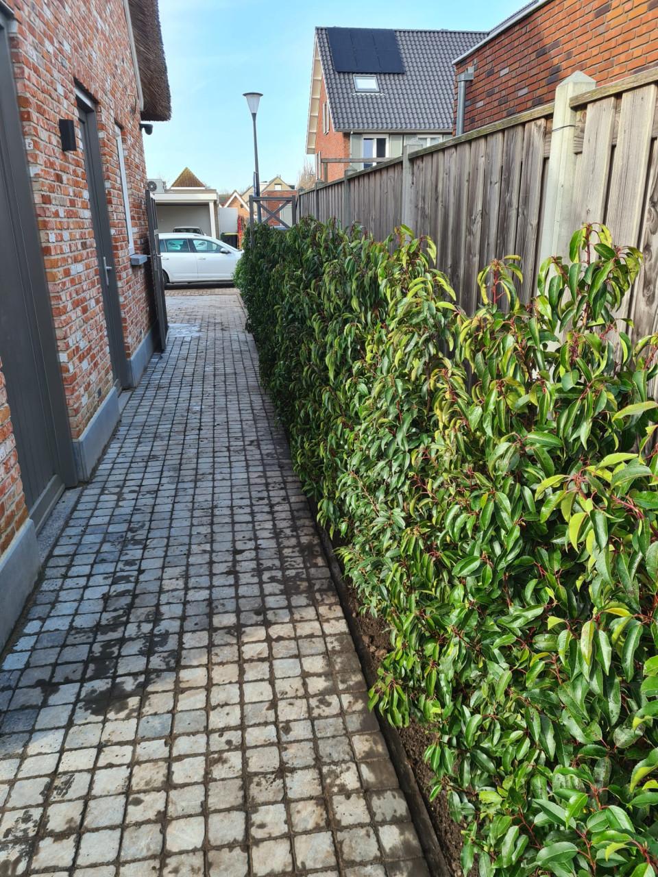 Portugese laurier haagplanten 125-150 cm